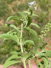 Ocimum basilicum image