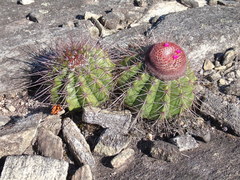 Melocactus zehntneri