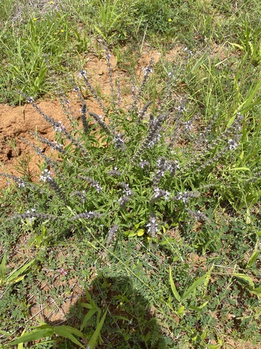 Ocimum basilicum image