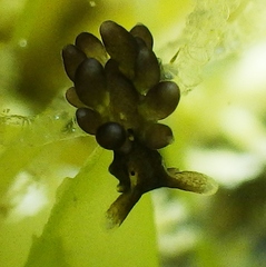 Aplysiopsis enteromorphae image