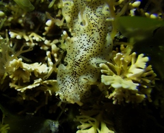 Enchiridium punctatum