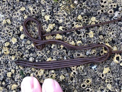 Nemalion elminthoides