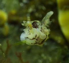 Ancula lentiginosa
