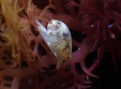 Cystiscidae