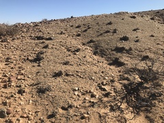 Juttadinteria albata