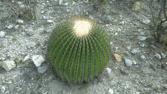 Echinocactus platyacanthus