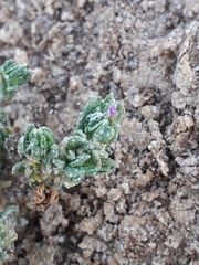 Frankenia boissieri
