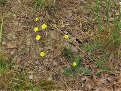 Hieracium marianum