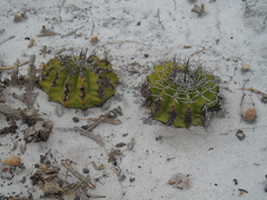 Discocactus pseudoinsignis