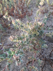 Frankenia boissieri
