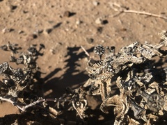 Juttadinteria albata