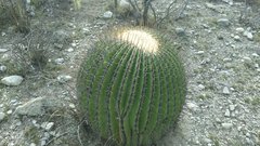 Echinocactus platyacanthus