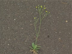 Hieracium marianum