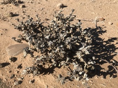 Juttadinteria albata