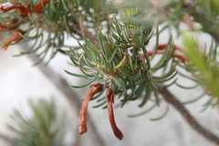 Erica thomae thomae