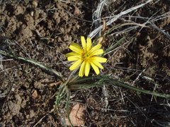 Nothocalais troximoides