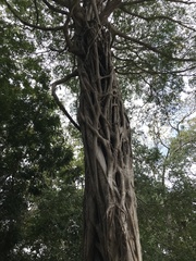 Ficus lingua