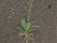 Hieracium marianum