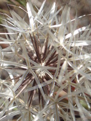 Nothocalais troximoides