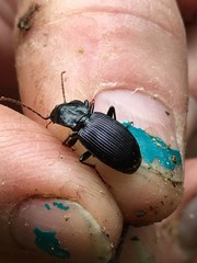 Pterostichus amethystinus