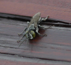 Tachysphex nigerrimus