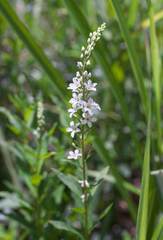 Lysimachia fortunei