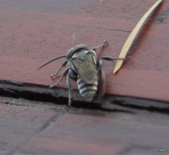 Tachysphex nigerrimus