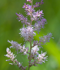 Astilbe microphylla