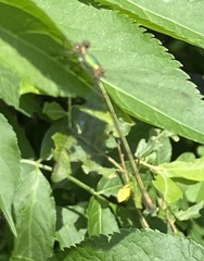 Chalcolestes viridis