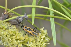 Chauliognathus scutellaris