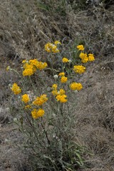 Psilostrophe gnaphalodes