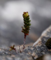 Sonderothamnus petraeus