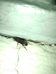 Stenomorphus