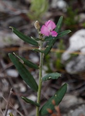 Podalyria oleifolia