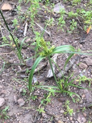 Cyperus fendlerianus