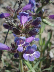 Penstemon eriantherus argillosus