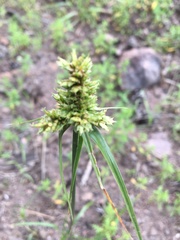 Cyperus fendlerianus