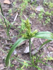 Cyperus fendlerianus