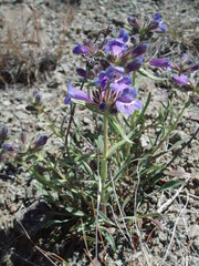 Penstemon eriantherus argillosus