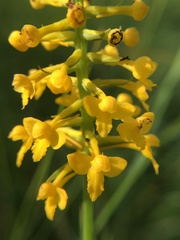 Platanthera integra