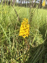 Platanthera integra