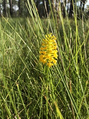 Platanthera integra