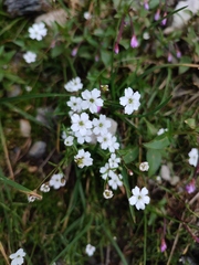 Heliosperma pusillum