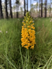 Platanthera integra