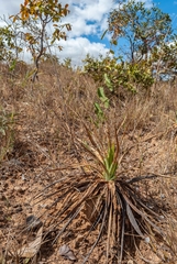 Dyckia brasiliana