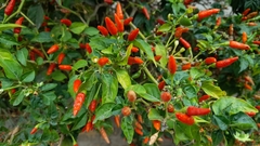 Capsicum frutescens