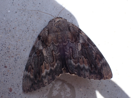 Agrippina Underwing photo 2