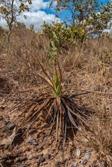 Dyckia brasiliana