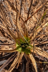 Dyckia brasiliana