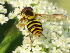 Epistrophella emarginata